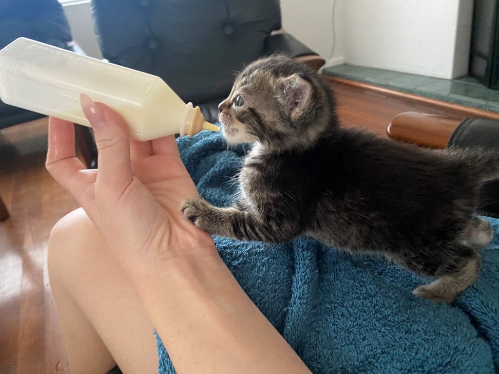 Kitten Walle bottlefeeding
