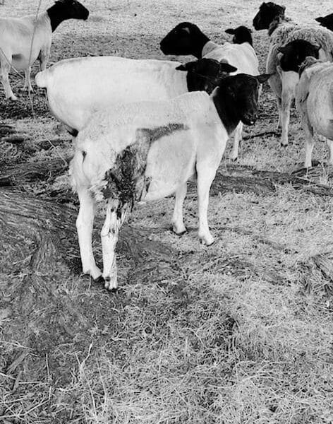 Knife attack on two sheep