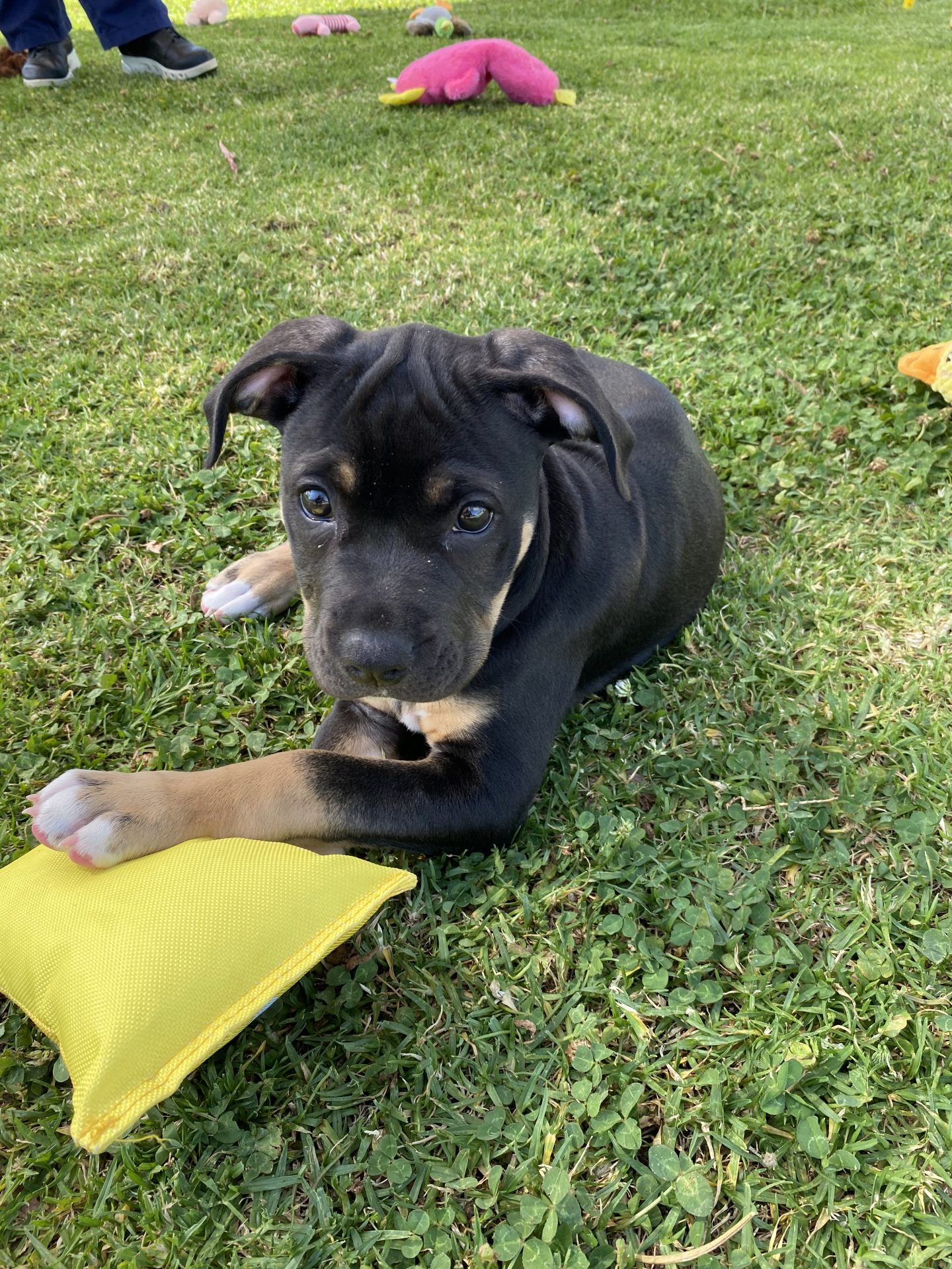 puppy lying on grass with toy