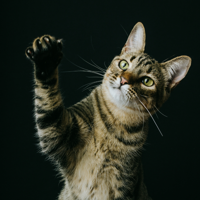 A cat with a front paw raised.