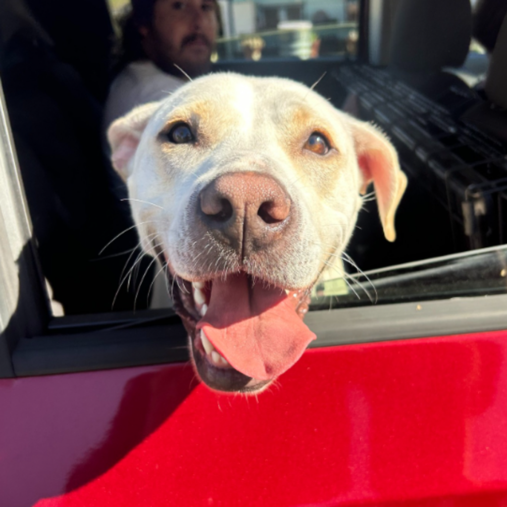Aurora - now Millie - riding home with her forever family who adopted her from RSPCA WA after over a year in care.