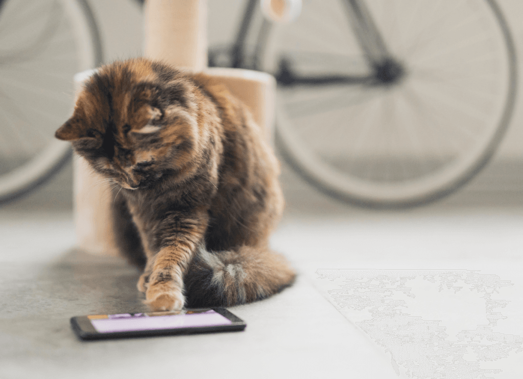 Cat on a smartphone