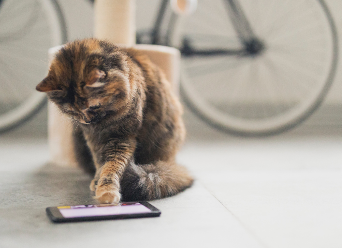 Cat on a smartphone