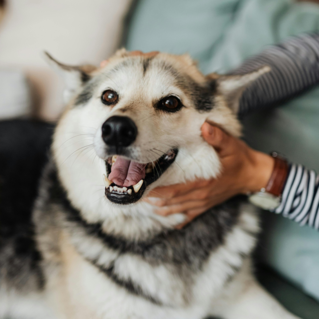 Mixed breed dog smiling on couch with owner
