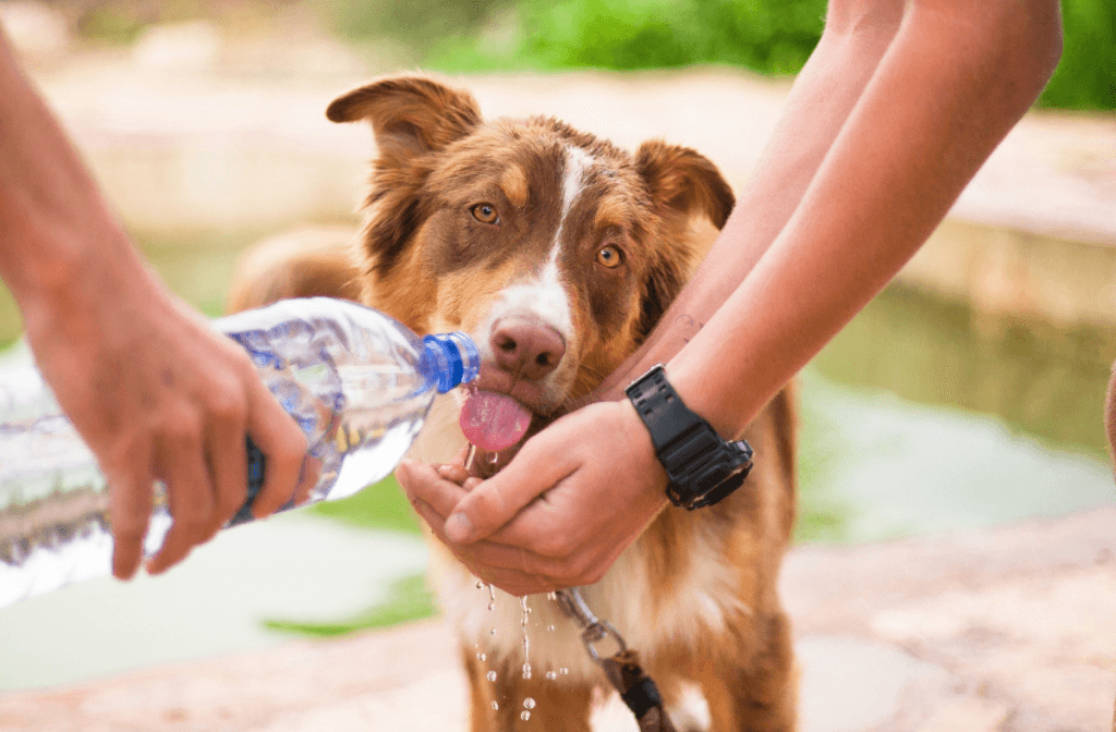 Medium-sized dog in back yard drinking from a plastic containers for change bottle