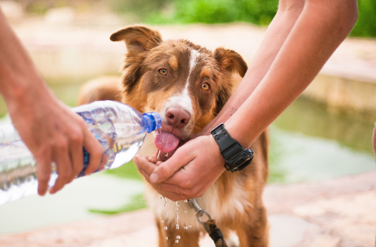 Medium-sized dog in back yard drinking from a plastic containers for change bottle
