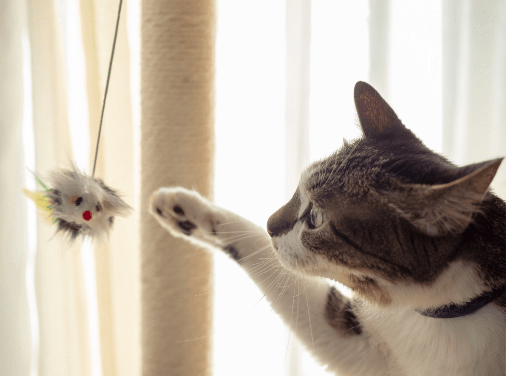 Cat wearing a collar and playing indoors in a brightly lit house, with a toy, attached to a scratching post.