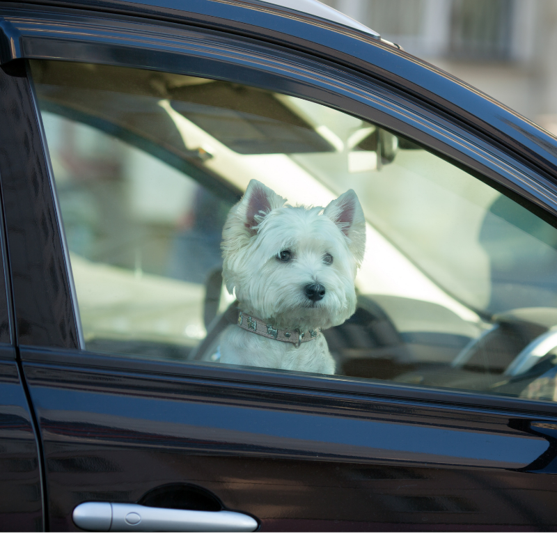 A dog sitting inside a car, looking out through the car's window.