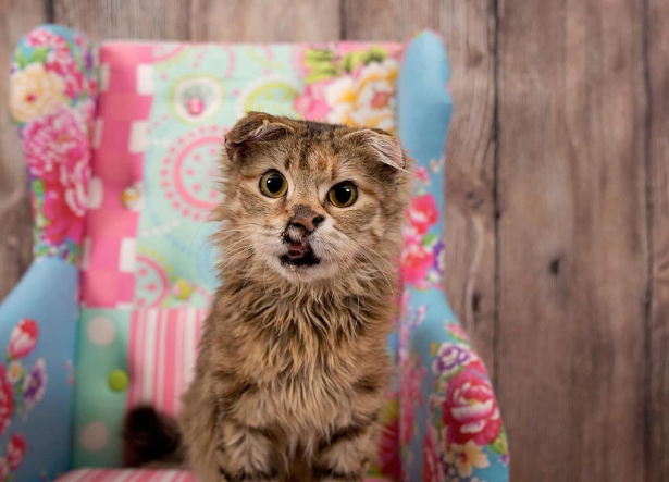 The sweetest meow headshot - ambassador Kate Walker