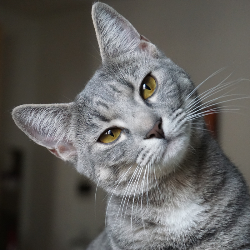 Close-up of a silver-gray tabby cat with yellow eyes, tilting its head to one side.