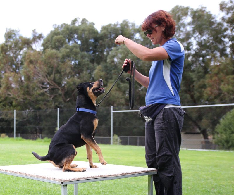 Advanced dog training with a treat on a platform. With RSPCA WA trainer.
