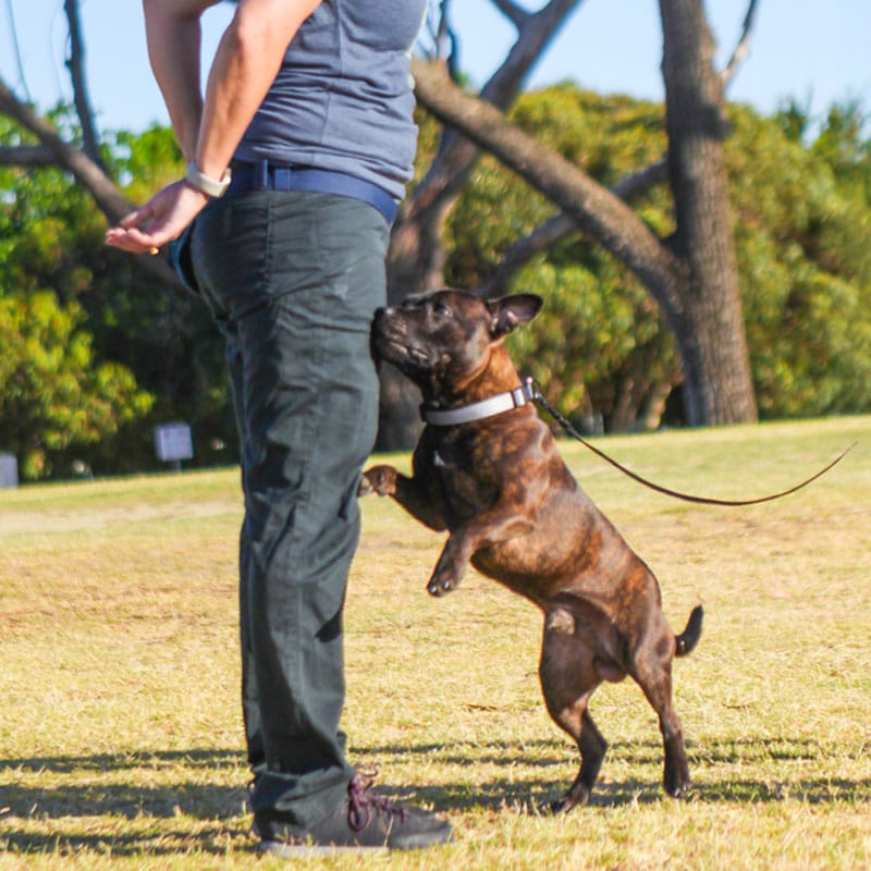 Brown dog standing on hind legs beside a person in a grassy park.