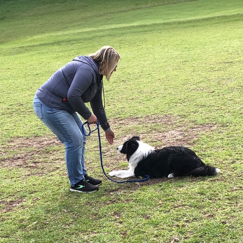 A woman training a black and white dog in a park.