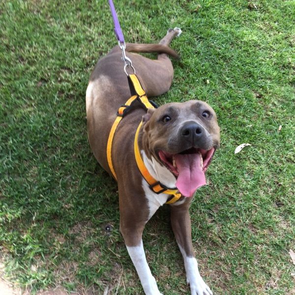Bobbi the adopted dog smiling on a patch of green grass. Staffy x.