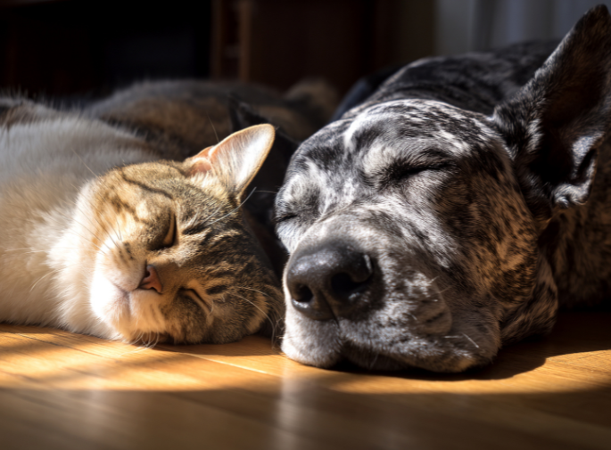 Bonded dog and cat snuggling in the sun