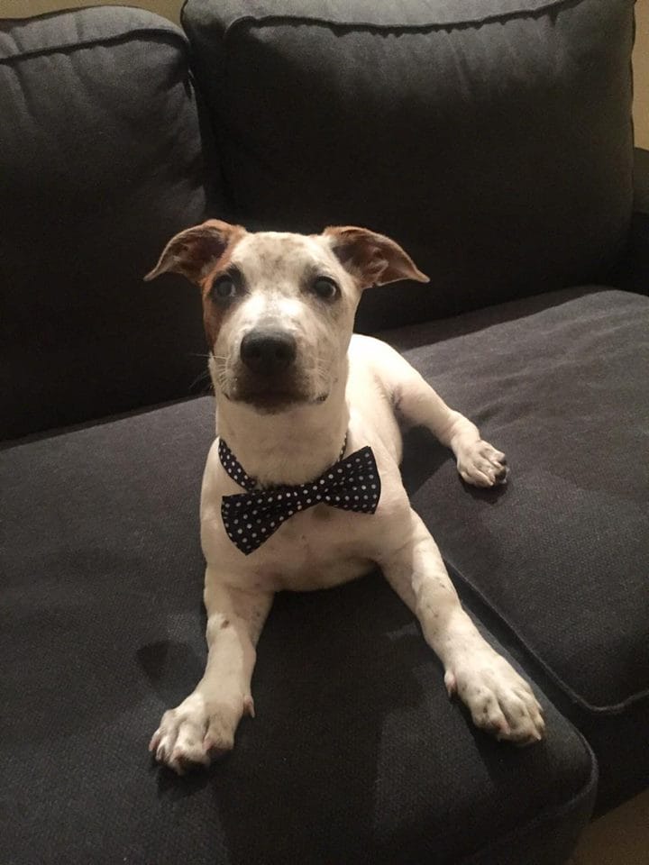 2016_Bowie the small adopted dog on a couch wearing a bowtie
