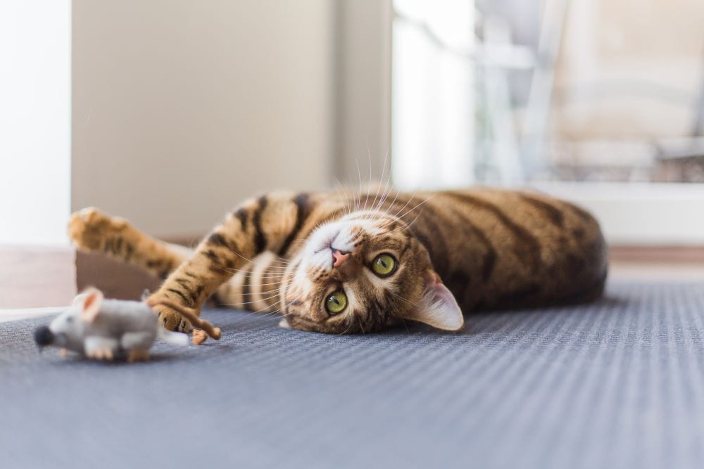 Tabby cat playing with toy mouse
