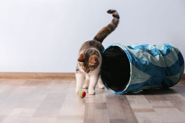 Cat playing with colourful toy ball