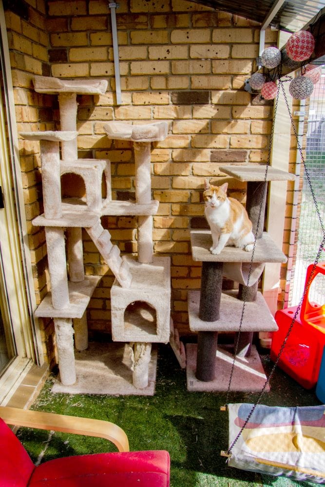Big catio enclsure with orange cat