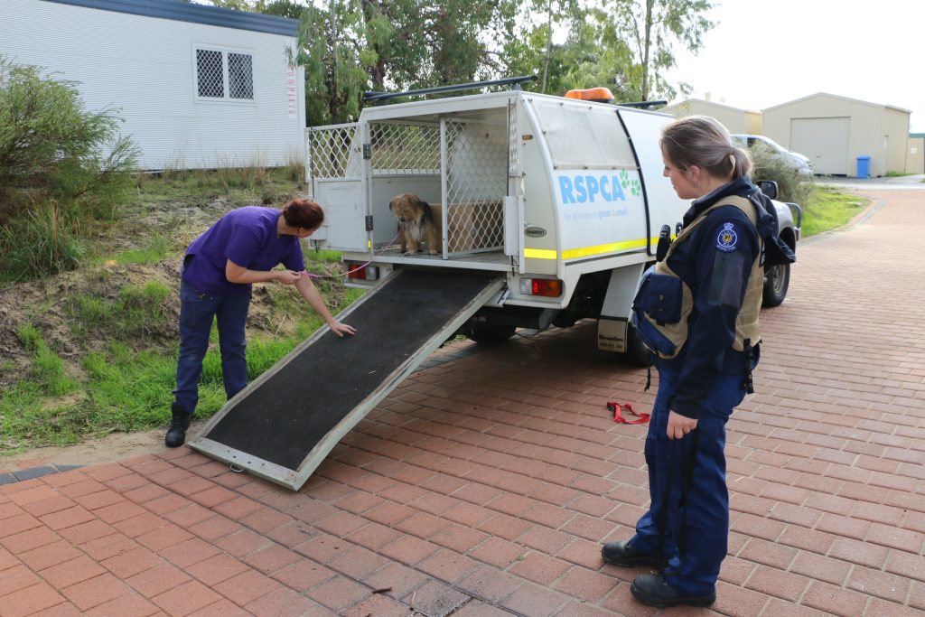 RSPCAA WA Vet and Inspector encouraging a small dog to exit an RSPCA WA Inspector Vehicle