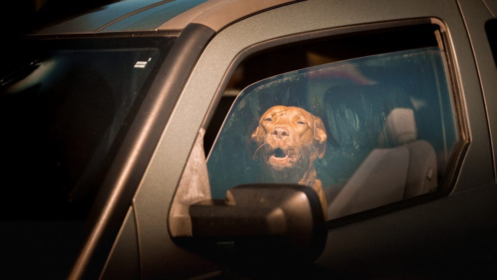 The dangers of dogs in hot cars - dog pan in hot car in summer