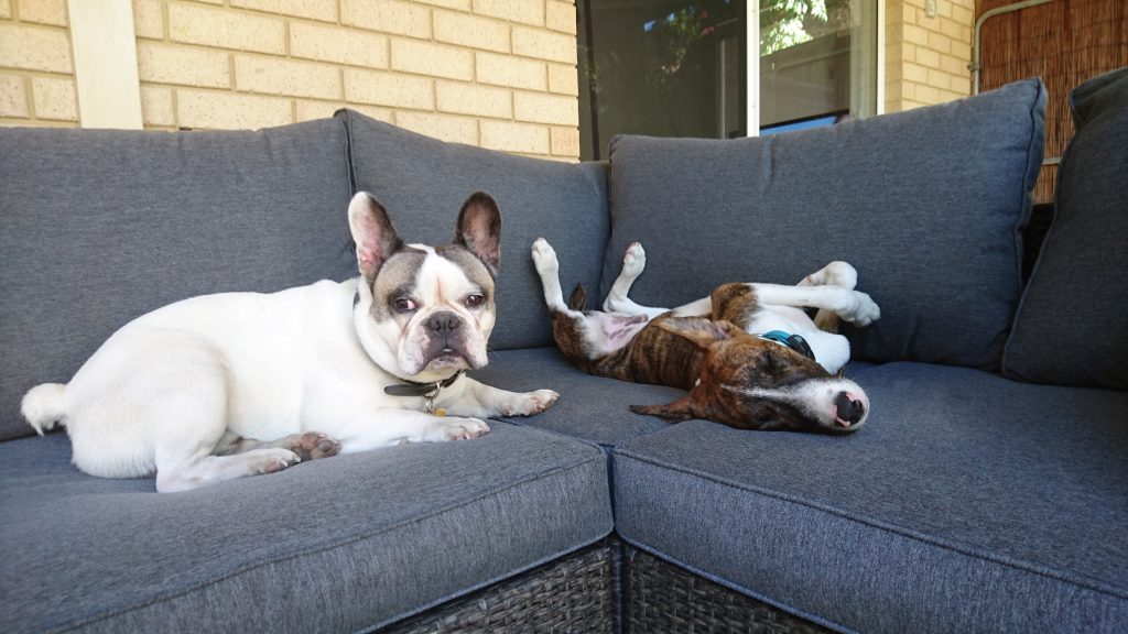Murphy and his new brother on the couch outside