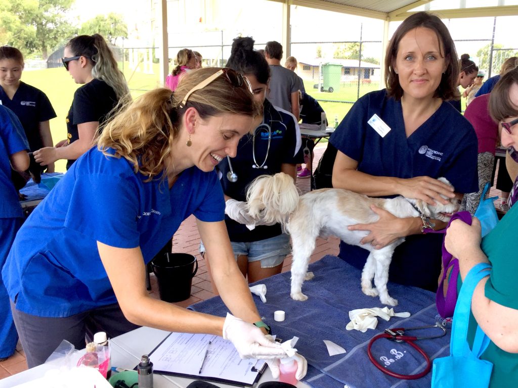 Dog getting a health check at an RSPCA WA CAD - community action day - with volunteer vet nurses