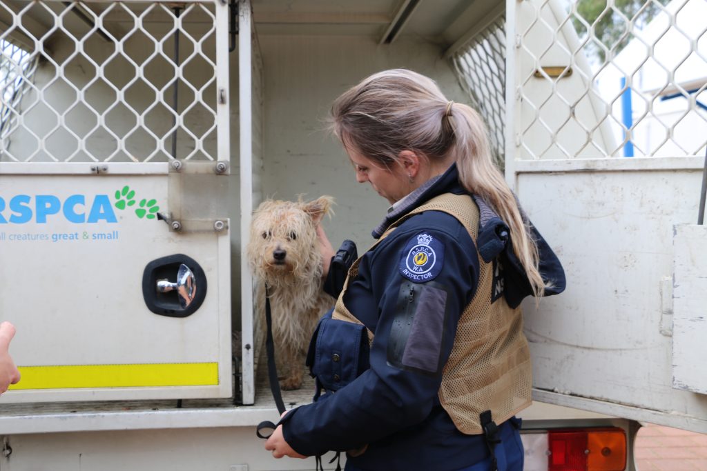 Wet dog in RSPCA van with inspector in cold rainy winter