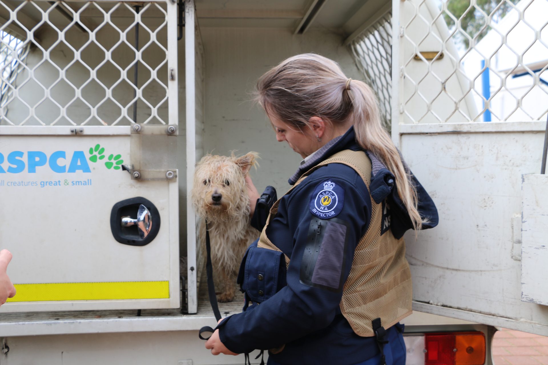 Wet dog in RSPCA van with inspector in cold rainy winter