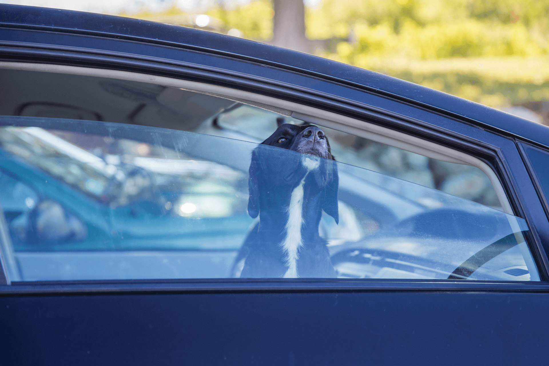 Dog in hot car in summer heat