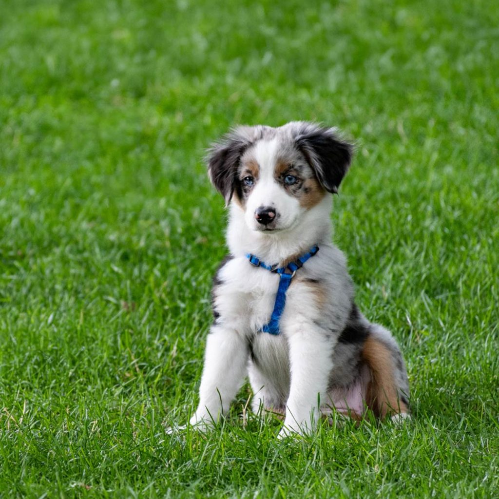 Puppy wearing a harness while sitting on grass in a park.