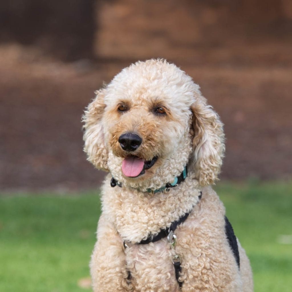 A dog with its tongue hanging out, looking happy.