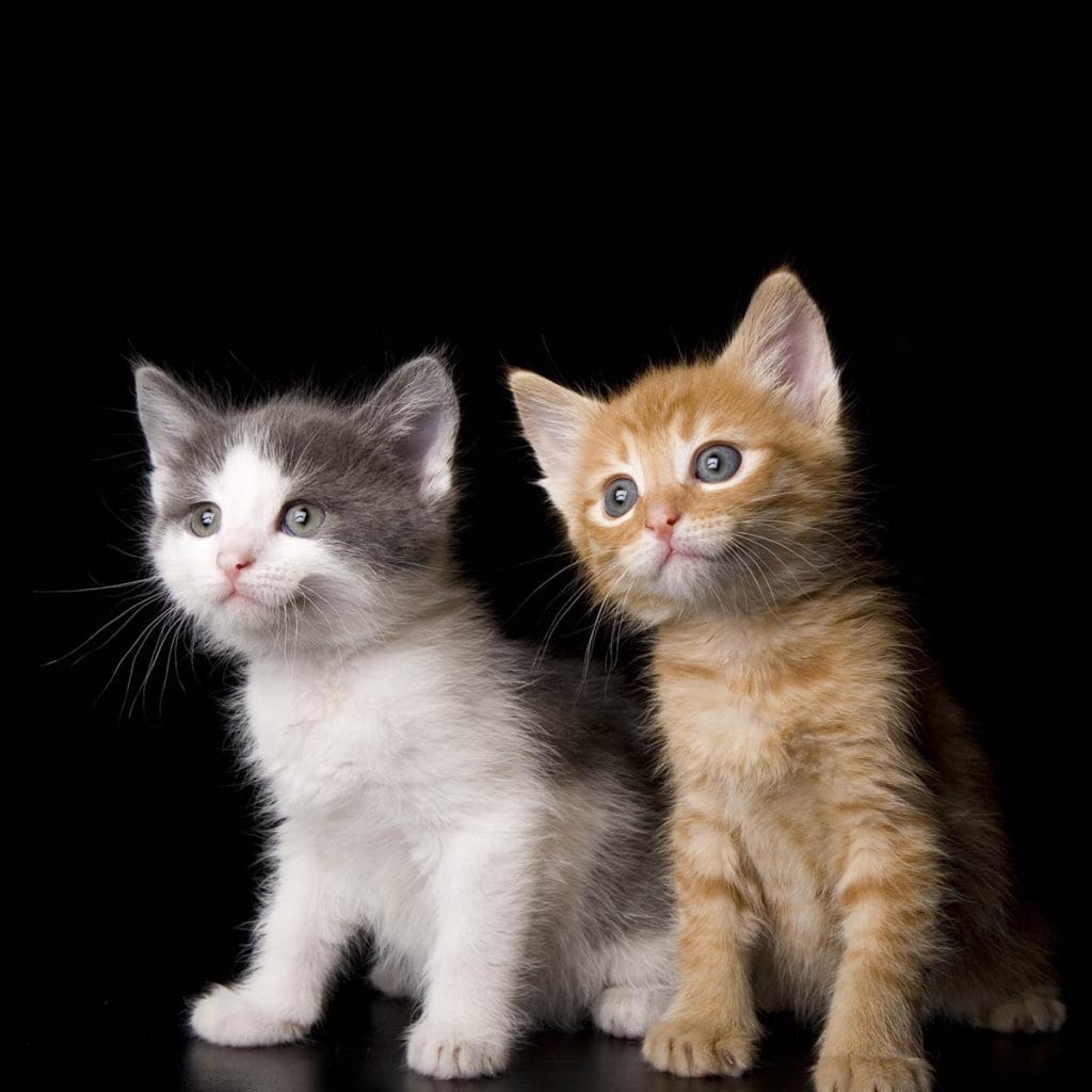 Two small kittens standing side by side against a black background.