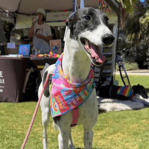 2025 AWA animal winner Georgia the greyhound