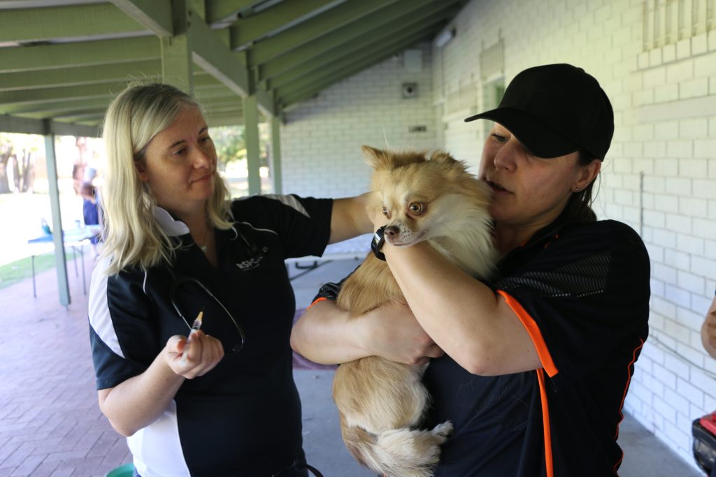 Small dog attending a Community Action Day and getting a Vaccination from RSPCA WA veterinarian volunteer