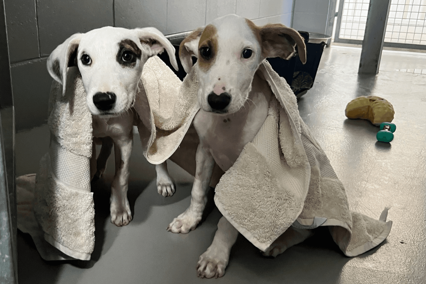 Two puppies in kennel with donated towel blanket wrapped around them