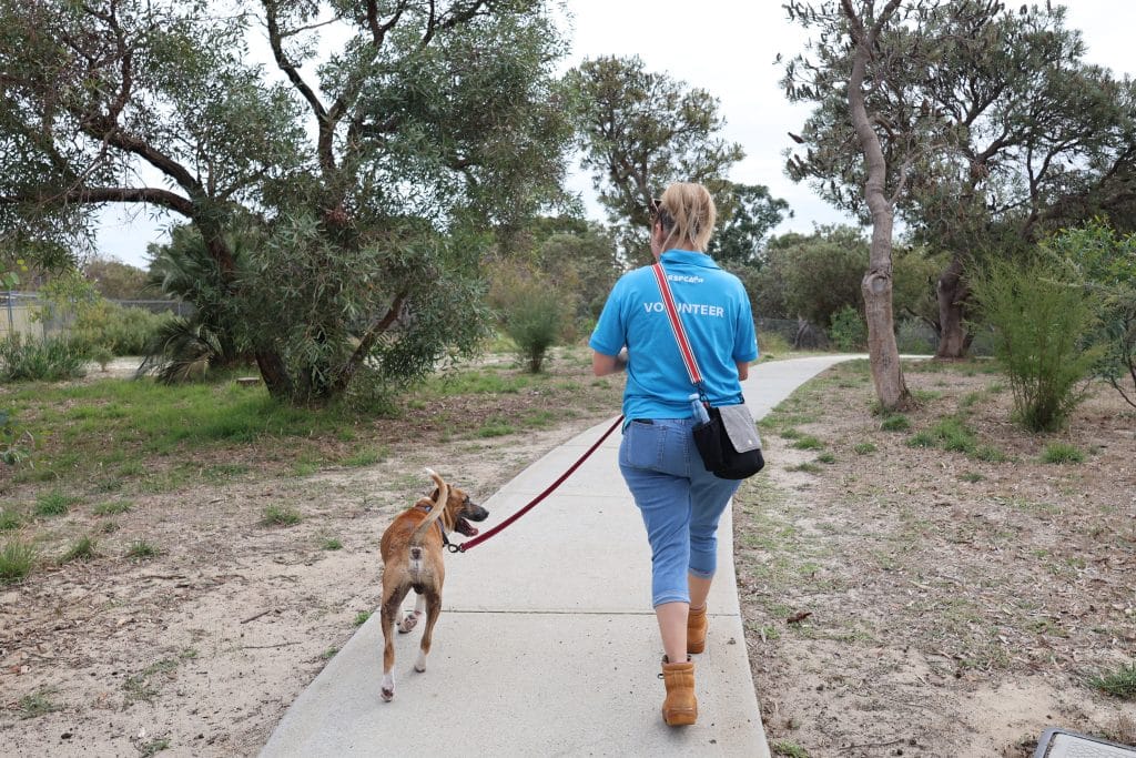 Volunteer walking dog at RSPCA WA shelter on wellness walk