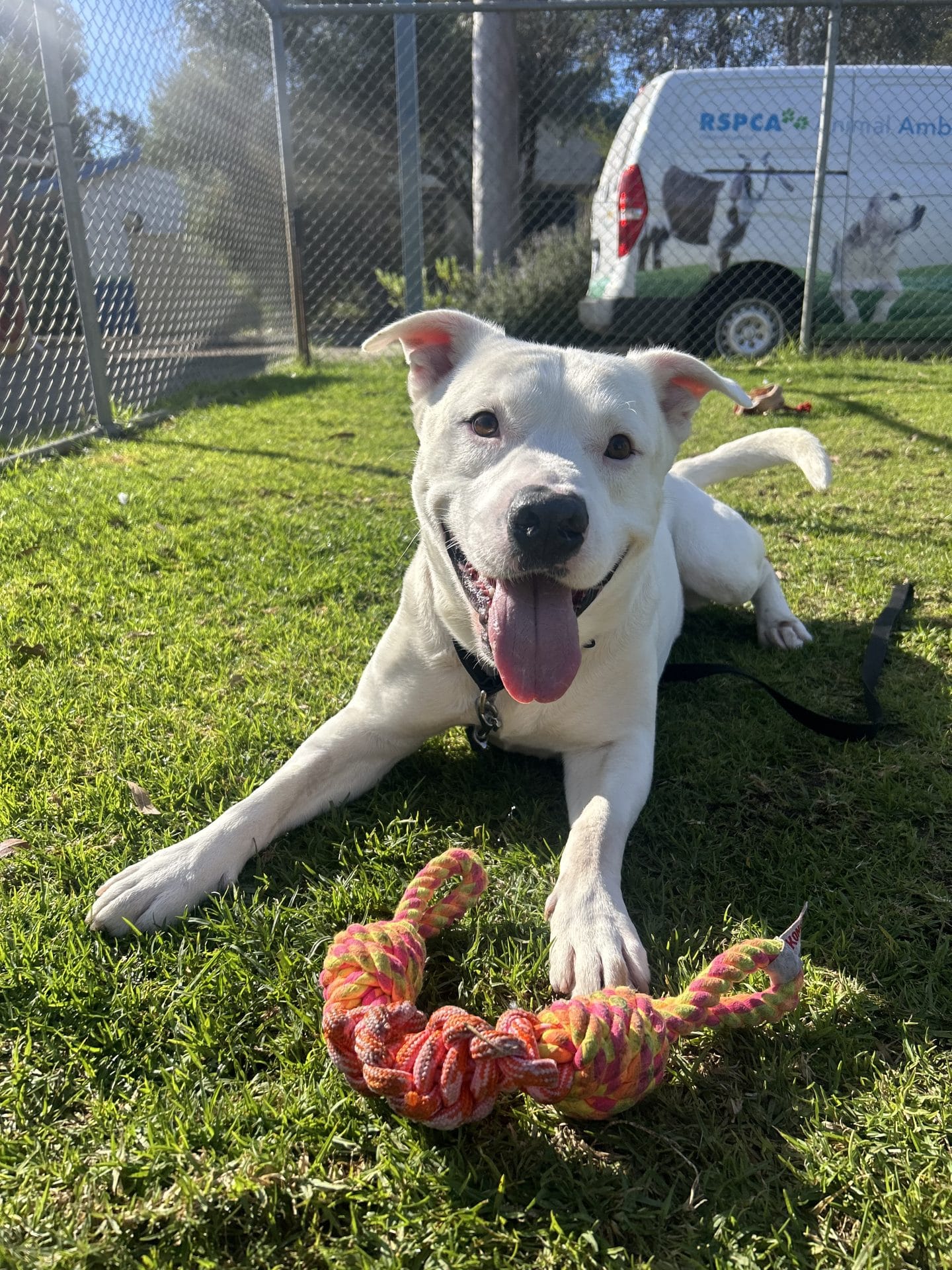 Johnny dog smiling with toy in park happy and relaxed