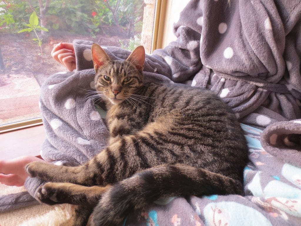Jatz - adopted cat cuddling in owner's lap indoors