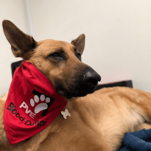 2025 AWA animal winner Lucy the dog - blood donor