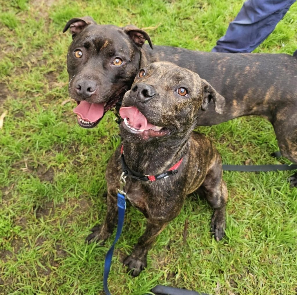 Dogs Primrose and Yoda playing in the park