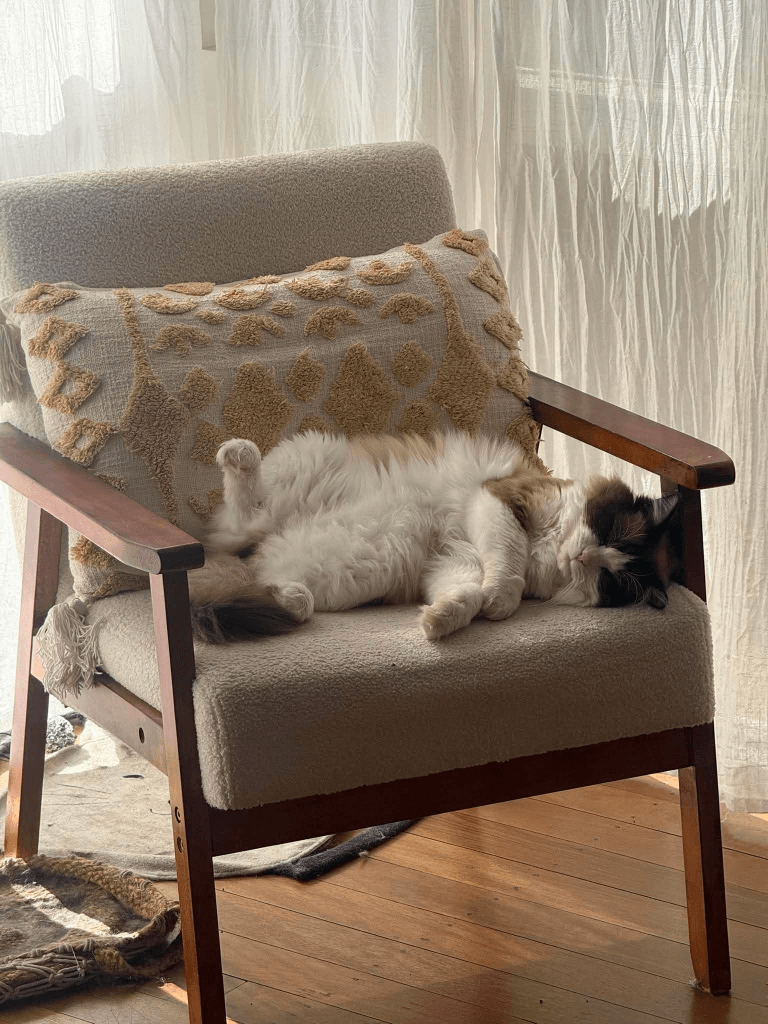 A cute foster cat, Harvey lounging and relaxing on a comfortable chair in a living room of a house