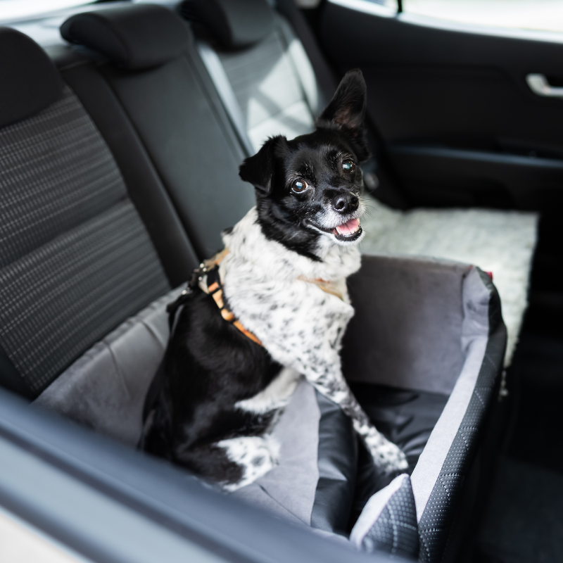 RPG dog sitting in car ready for emergency evacuation