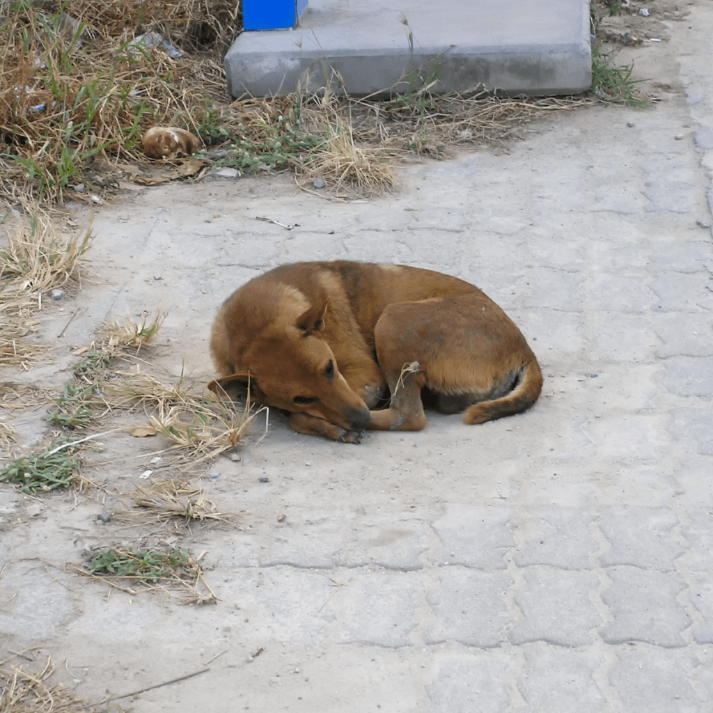 Stray dog resting on the pavement