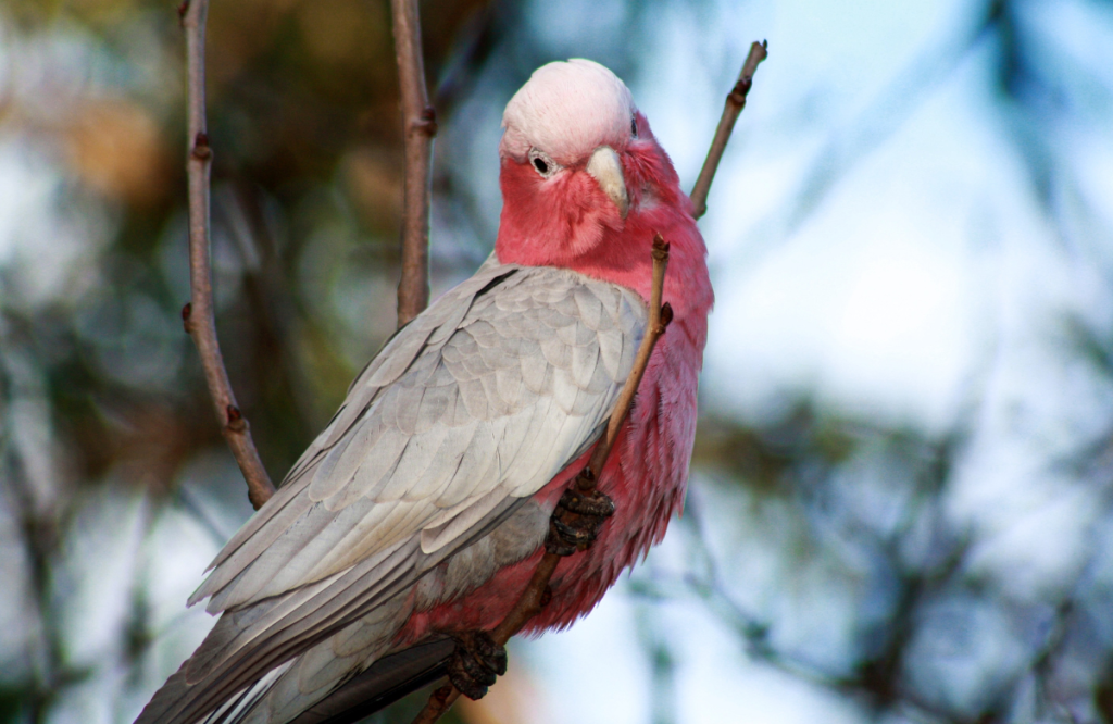 Pink and grey galah in the wild