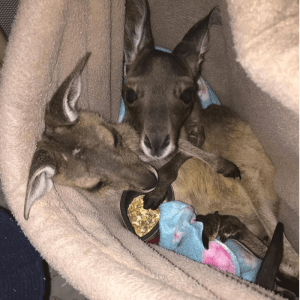 2025 AWA volunteer winner Yvonne Giblett - kangaroo joeys