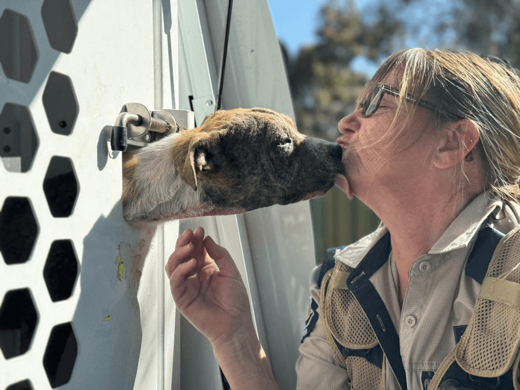 RSPCA WA Inspector Alison McCristell being licked by a dog in an Inspector van following an animal rescue