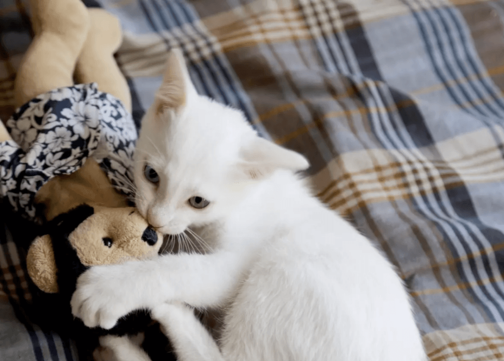 White cat snuggling toy