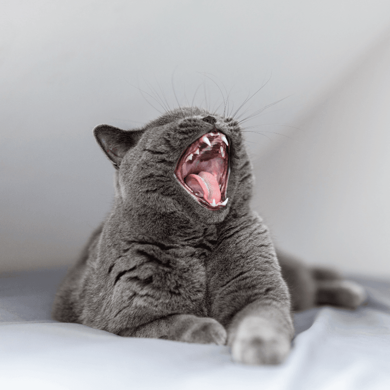 Tired grey cat yawning while lying down