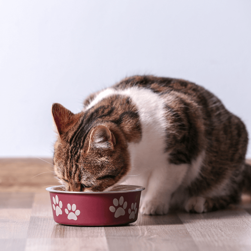 Cat eating food from bowl